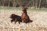 SETTER IRLANDAIS 459